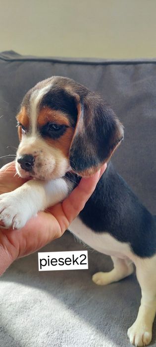 BEAGLE maluszek-