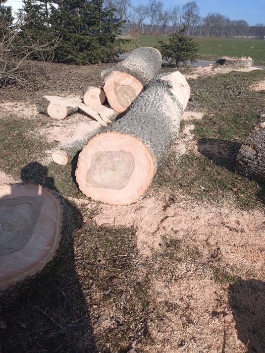 Jesion tartaczny kłody na materiał