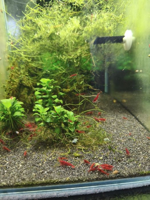 Krewetki bloody mary neocaridina