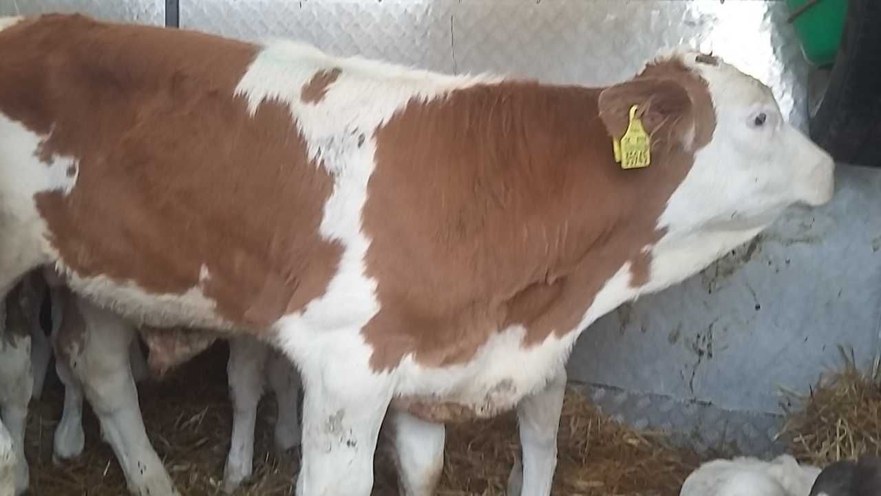 Mięsne cielęta byczki jałoszki Łaskarzew