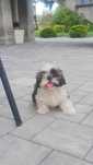 Sunia shih tzu tricolor