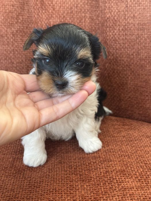 Yorkshire terrier Biewer , York , metryka ZKwP FCI ,  piesek Harison