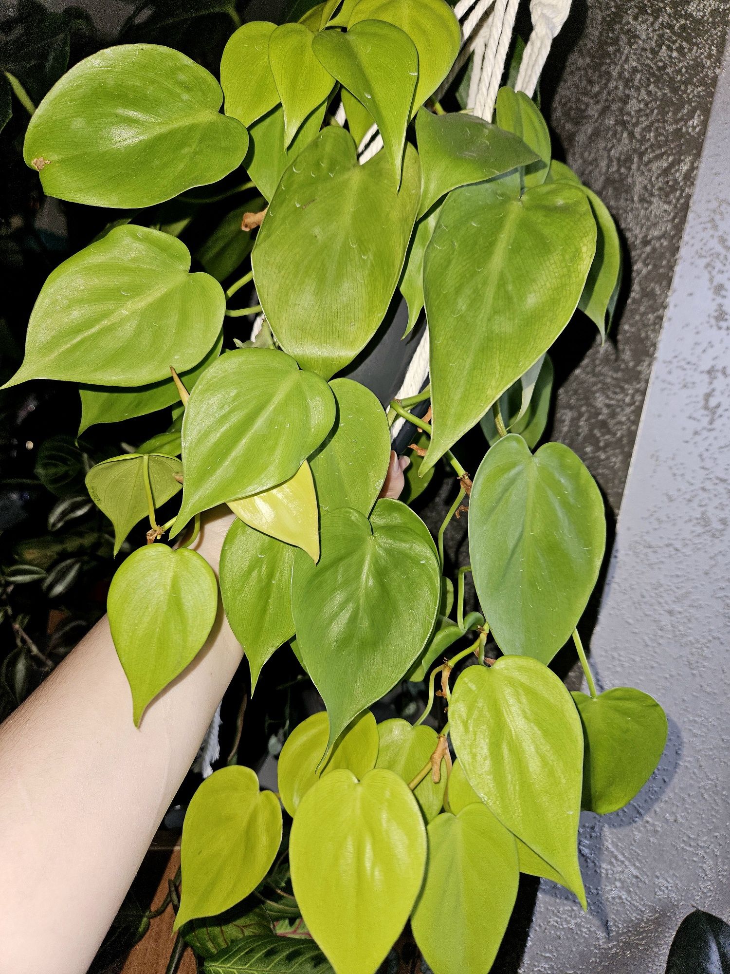 Philodendron Lemon Lime pędówka 2 liście