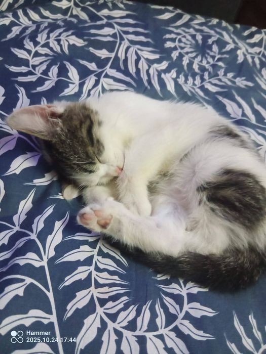 Oddam koty w dobre ręce