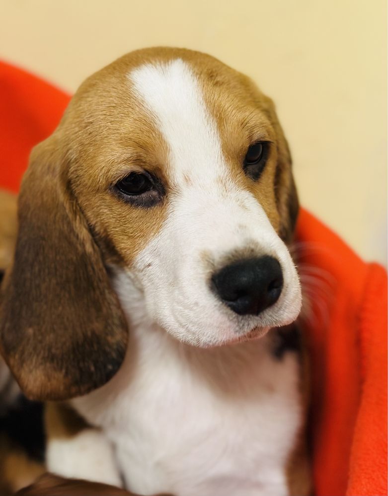 Beagle ZkwP FCI.