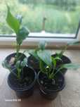Продаж/обмін Спатифілум Шопен (Spathiphyllum Chopin)