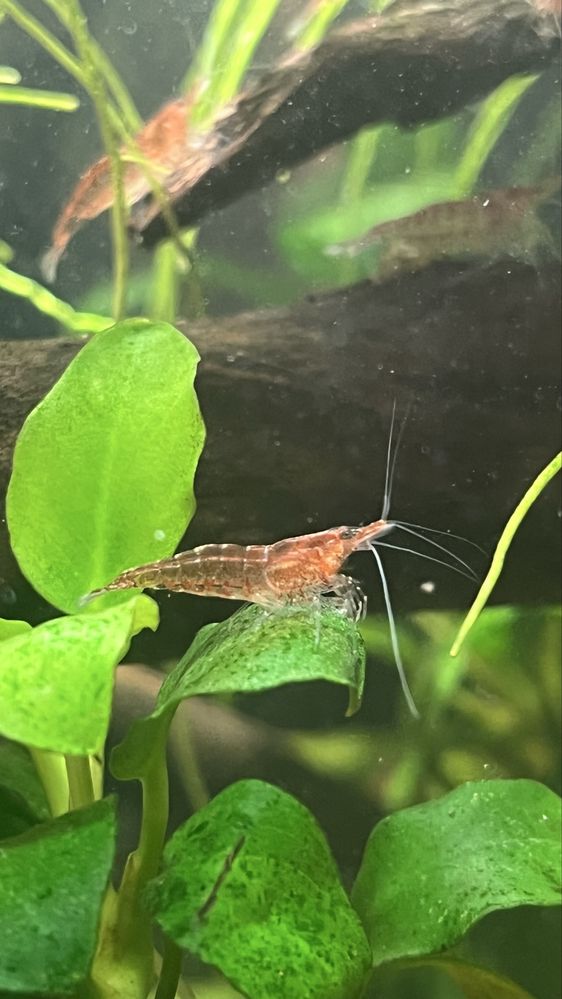 krewetki Red Cherry