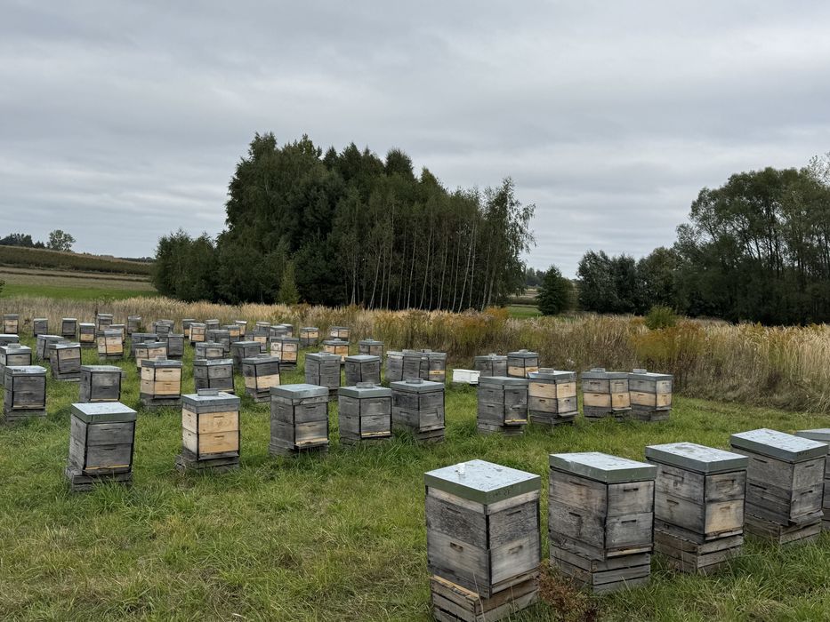 Pasieka 80 rodzin, dzialajaca strona www, fb, tik-tok