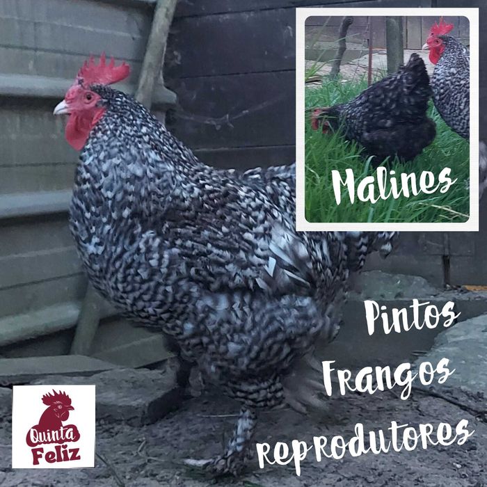 Malines - Pintos e Frangos