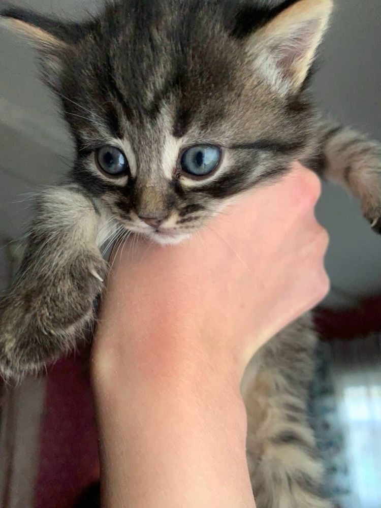 Кошенята котенок
