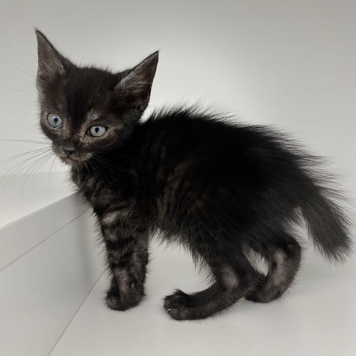 Котики, кошенята, кошенятко, киця в добрі руки
