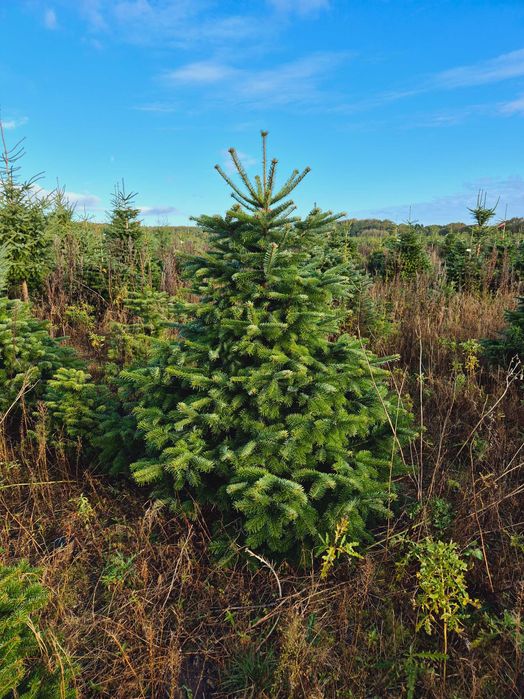 Jodła Kaukaska Cięta 250-300 cm lub w donicy 100-180 cm/ TuChoinki.pl