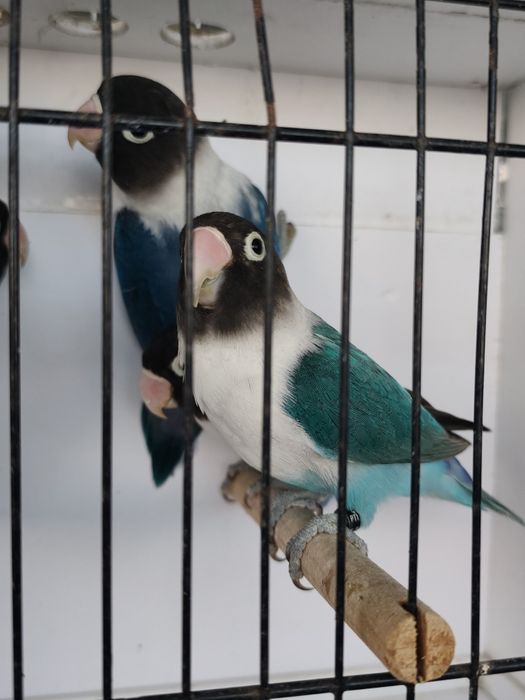 Agapornis Persunatus 2025
