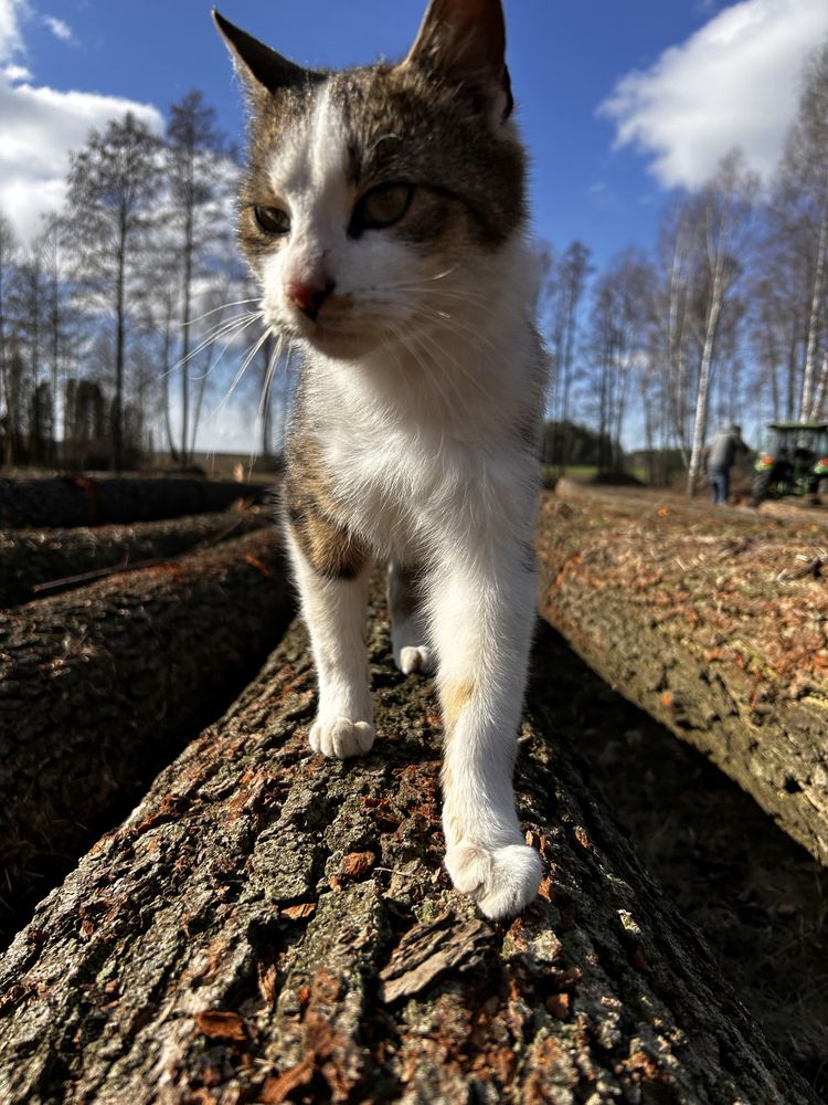 Oddam koty w dobre ręce