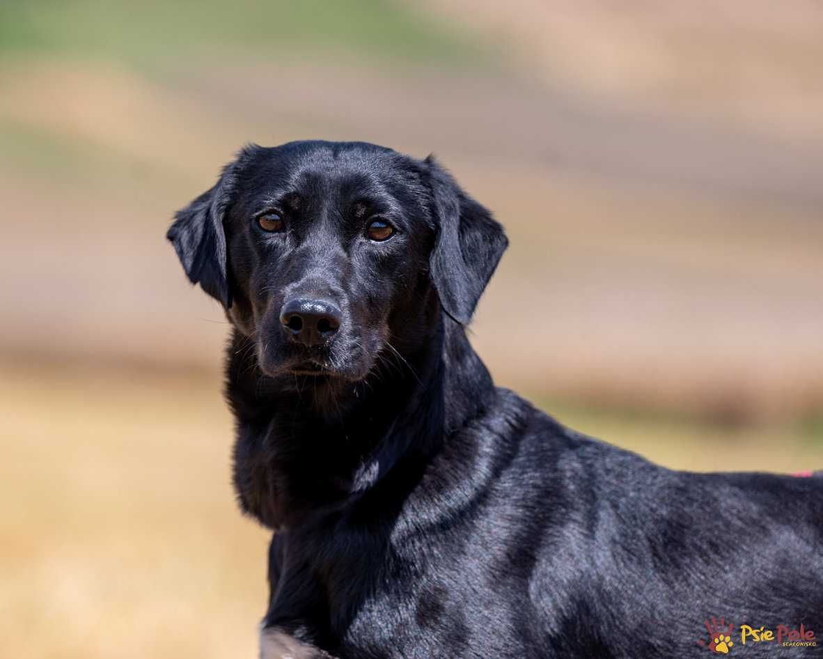Bonnie - młoda, łagodna, kochana suczka jak labrador SCHRONISKO