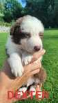 Border collie szczenię
