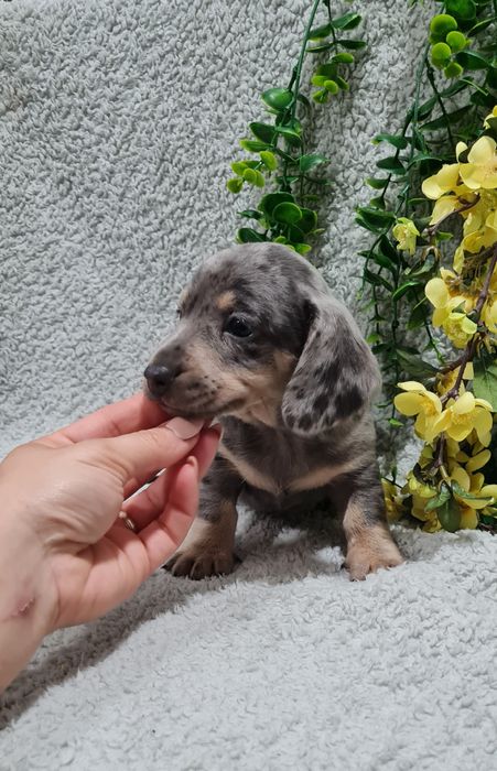 Estupendo Teckel Blue Arlequim de Qualidade