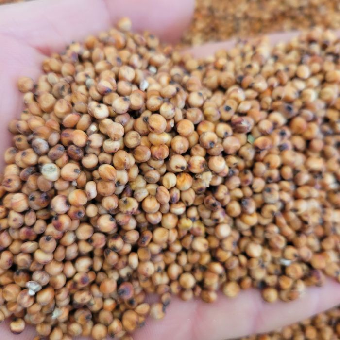 Sorgo czerwone 25kg zbiór 2025