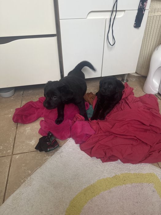 Цуценята лабрадор