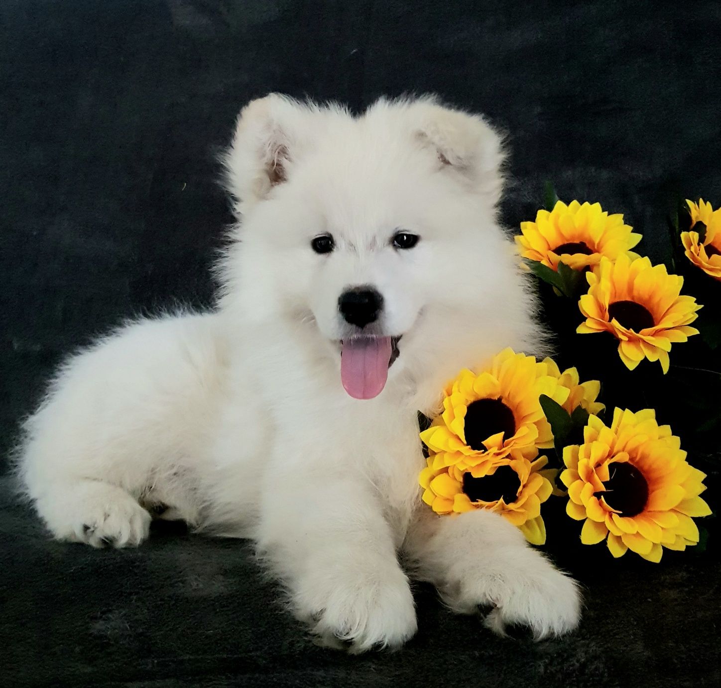 Samoyed szczenię pies