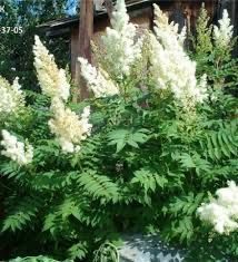 Продам декоративні рослини .