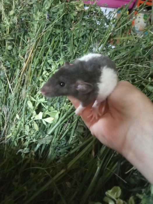 Криски добрі та лагідні білі чорні сфінкс криса доставка щурик клітк