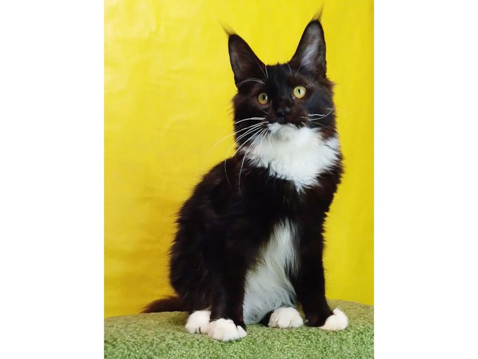 Крупный котёнок Мейн -кун в окрасе n 03