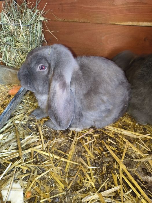 Baran Francuski samce