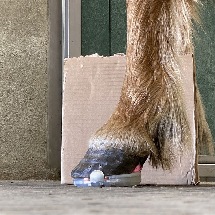 Werkowanie/podkuwanie koni