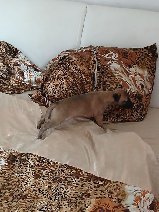 Chart Angielski Whippet śliczna suczka