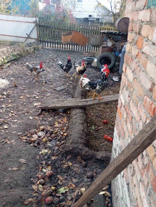 Півні молоді