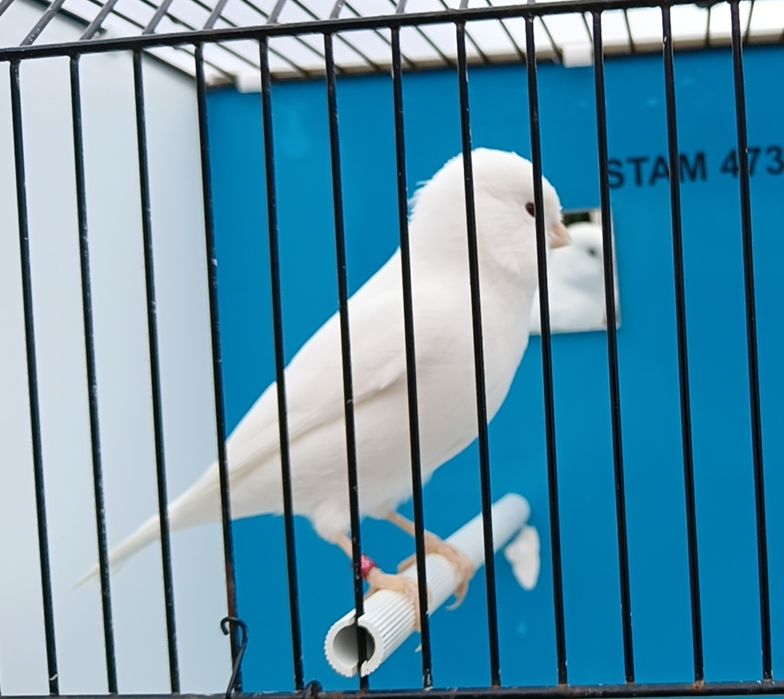 Canários brancos reprodutores