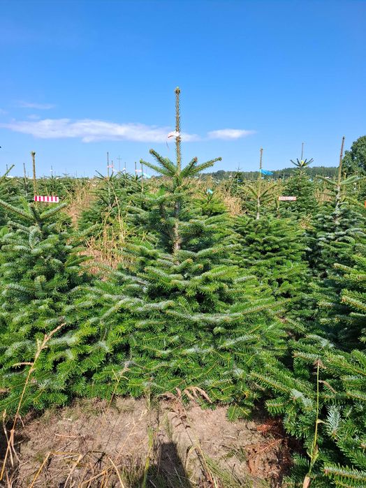 Jodła Kaukaska w donicy PREMIUM 150-175 cm/cięta od Tuchoinki.pl