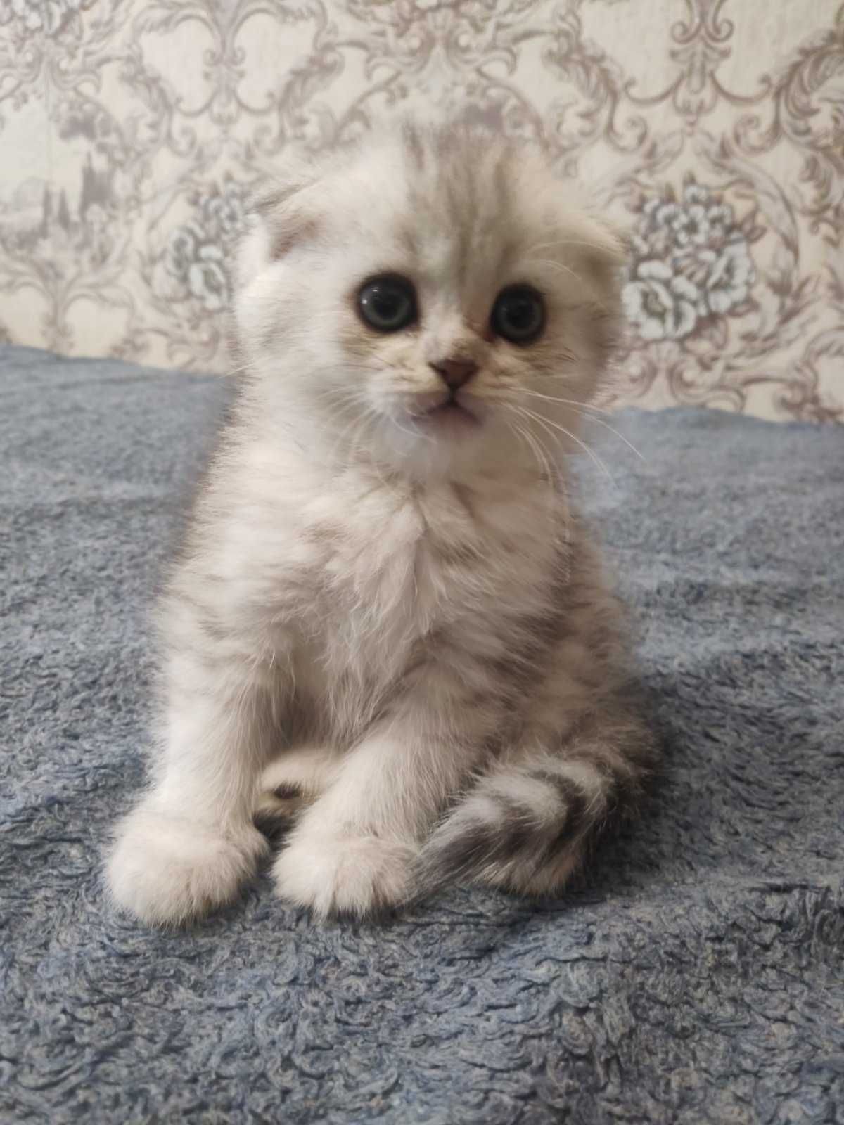 Мильчишка"Scottish Fold" с документами,окрас Шиншилла