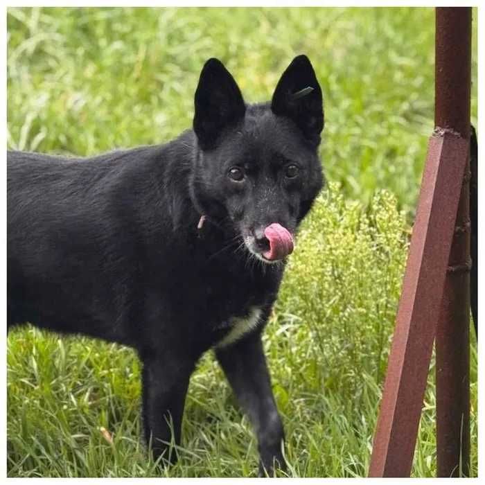 Пес в хорошие руки