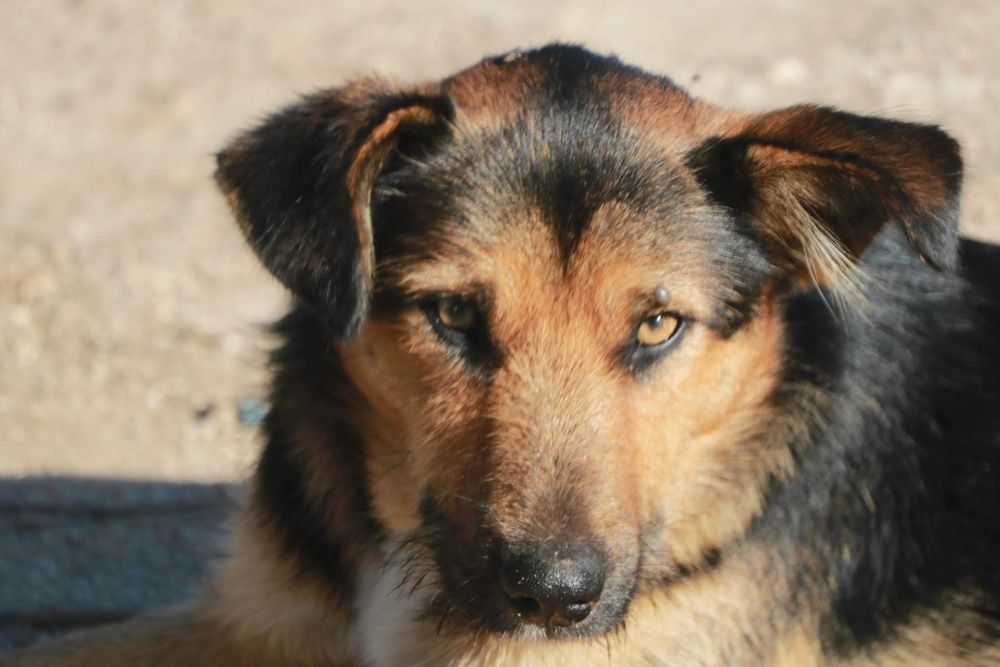 Cão Porte Pequeno (12kg) Para Adoção (Alfredo)