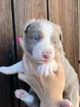 Border collie sunia umaszczenie lilac