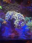 Euphyllia paraancora akwarium morskie