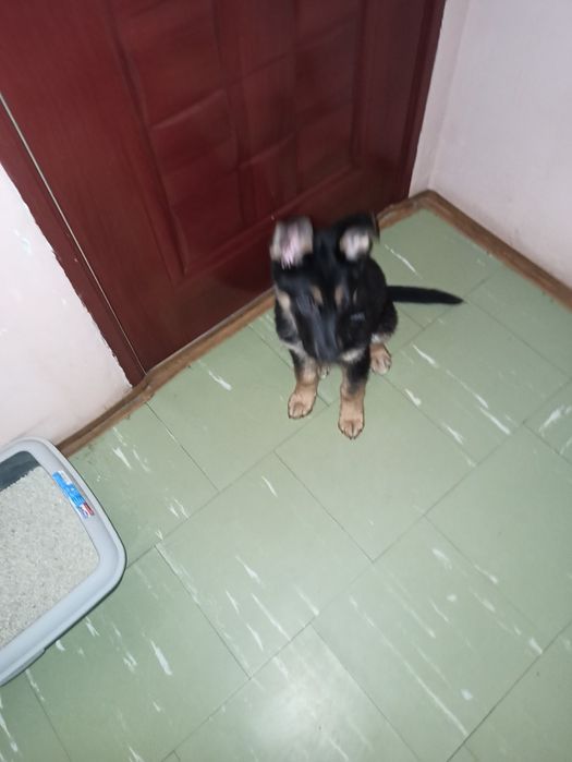 Owczarek niemiecki do adopcji