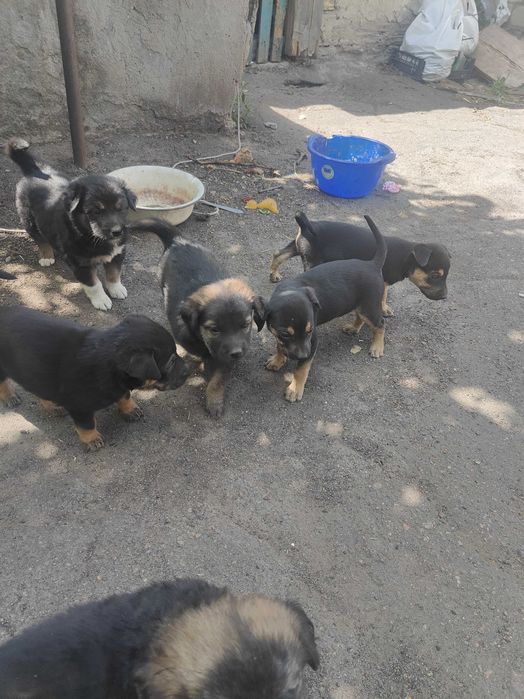 Віддам в добрі руки 10 щінків