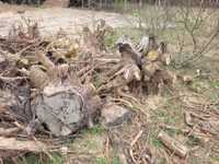 Drewno opałowe korzenie