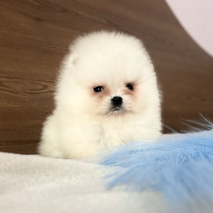 Міні хлопчик шоу классу