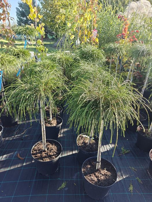 Tuja sznurkowa whipcord