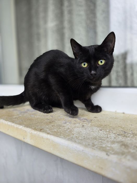 Котик в добрі ручки!