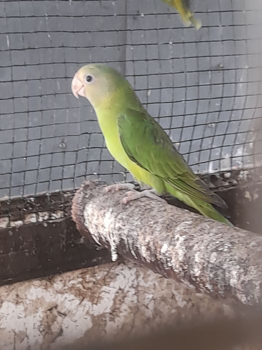 Disponível para ceder