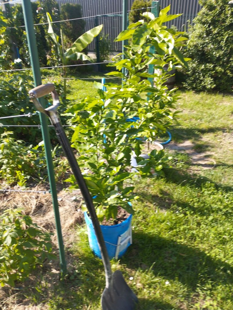 Bananowiec około 150 cm albo 180 i największy 240 cm  awokado 160cm