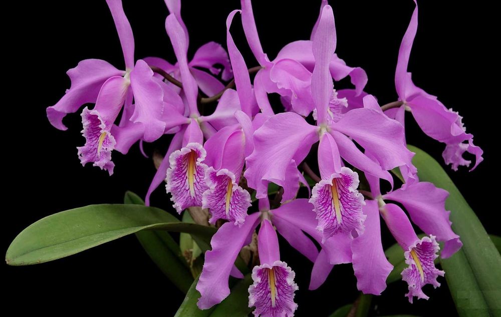 Orquídea Cattleya do Ecuador.