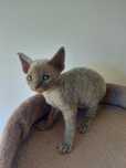 Devon Rex Blu niebieski kocurek