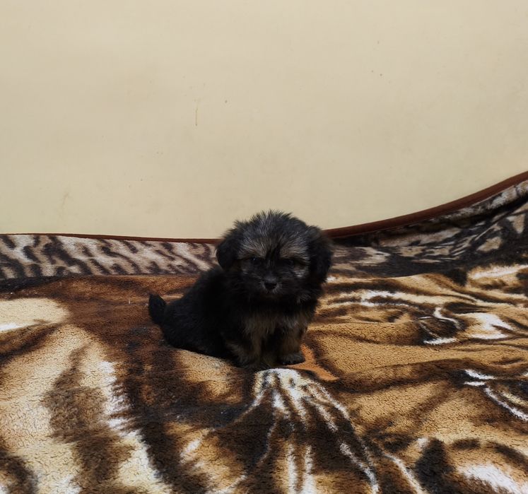 Yorkshire terrier