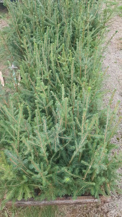 Świerk pospolity w doniczkach 70-90cm promocja 10zł